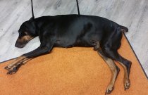 Entspannter Hunden während einer Akupunktur Behandlung