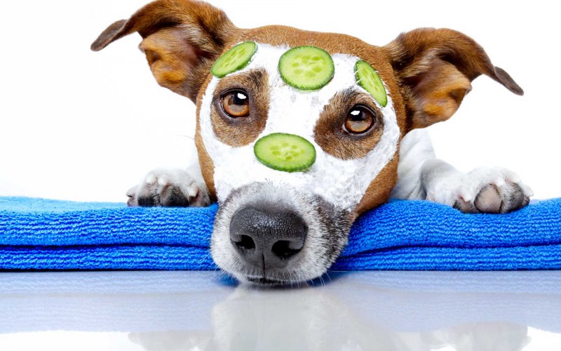 Hund mit Gurken-Gesichtsmaske