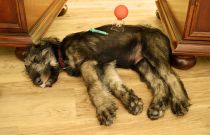 Entspannter Hunde während einer Behandlung