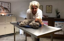 Entspannte Katze während einer Behandlung