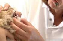 Eine Katze wird untersucht