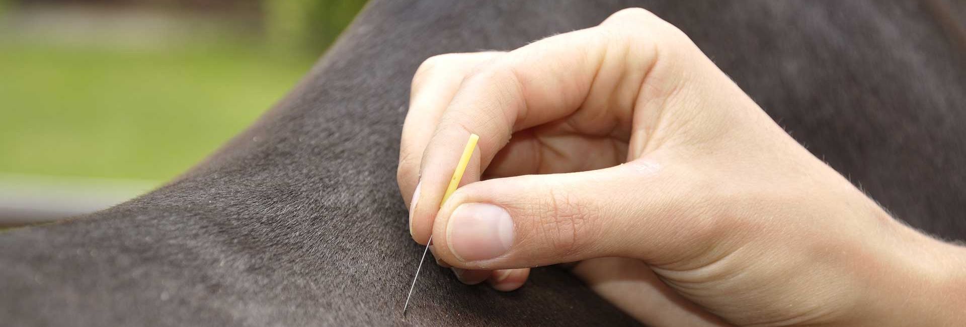 Akupunktur-Behandlung am Pferd