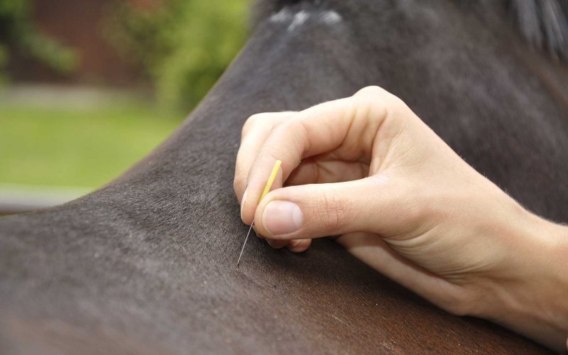 Akupunktur-Behandlung am Pferd