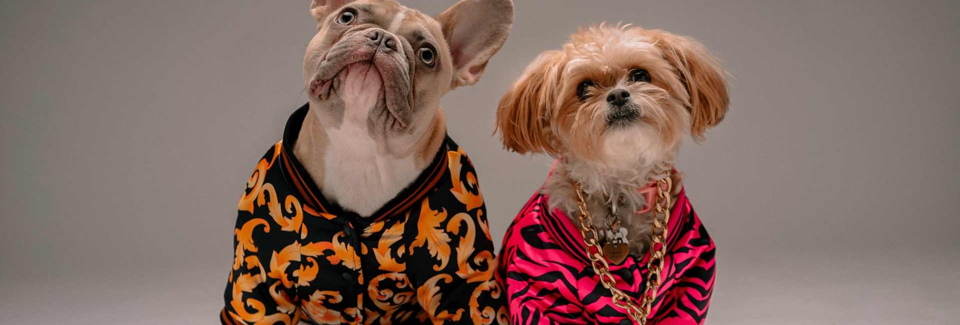 Zwei Hunde in modischer Kleidung