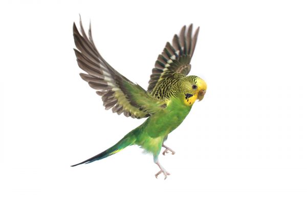 Vogel