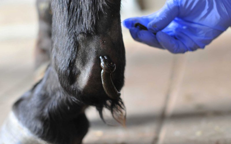 Blutegeltherapie am Pferd