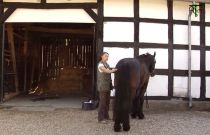 Behandlung am Pferd