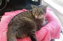 Die Katze fühlt sich wohl