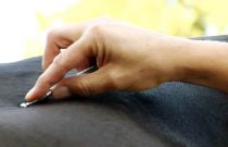 Druckpunkt beim Pferd