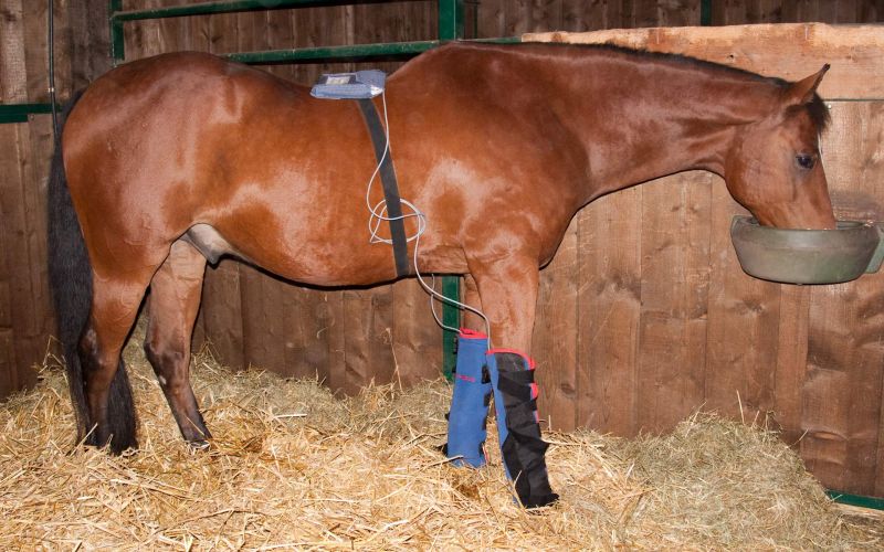 Magnetfeldtherapie am Pferd