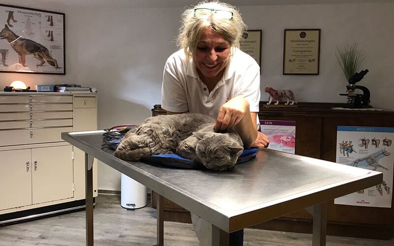 Entspannte Katze während einer Behandlung