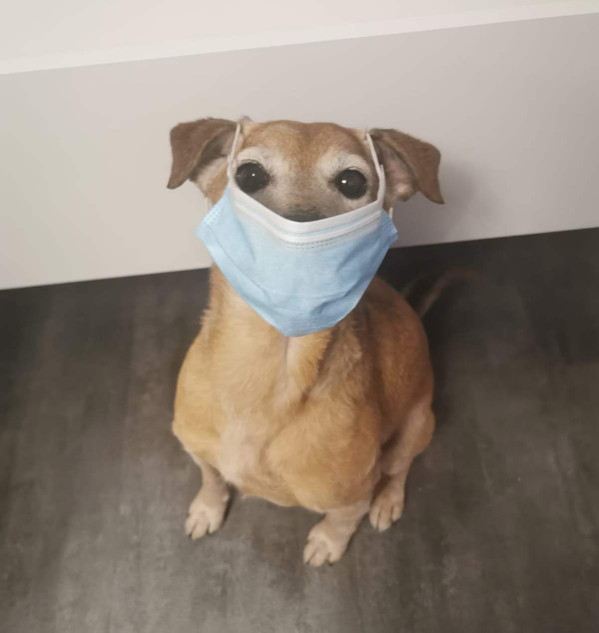 Hund mit Corona-Schutzmaske